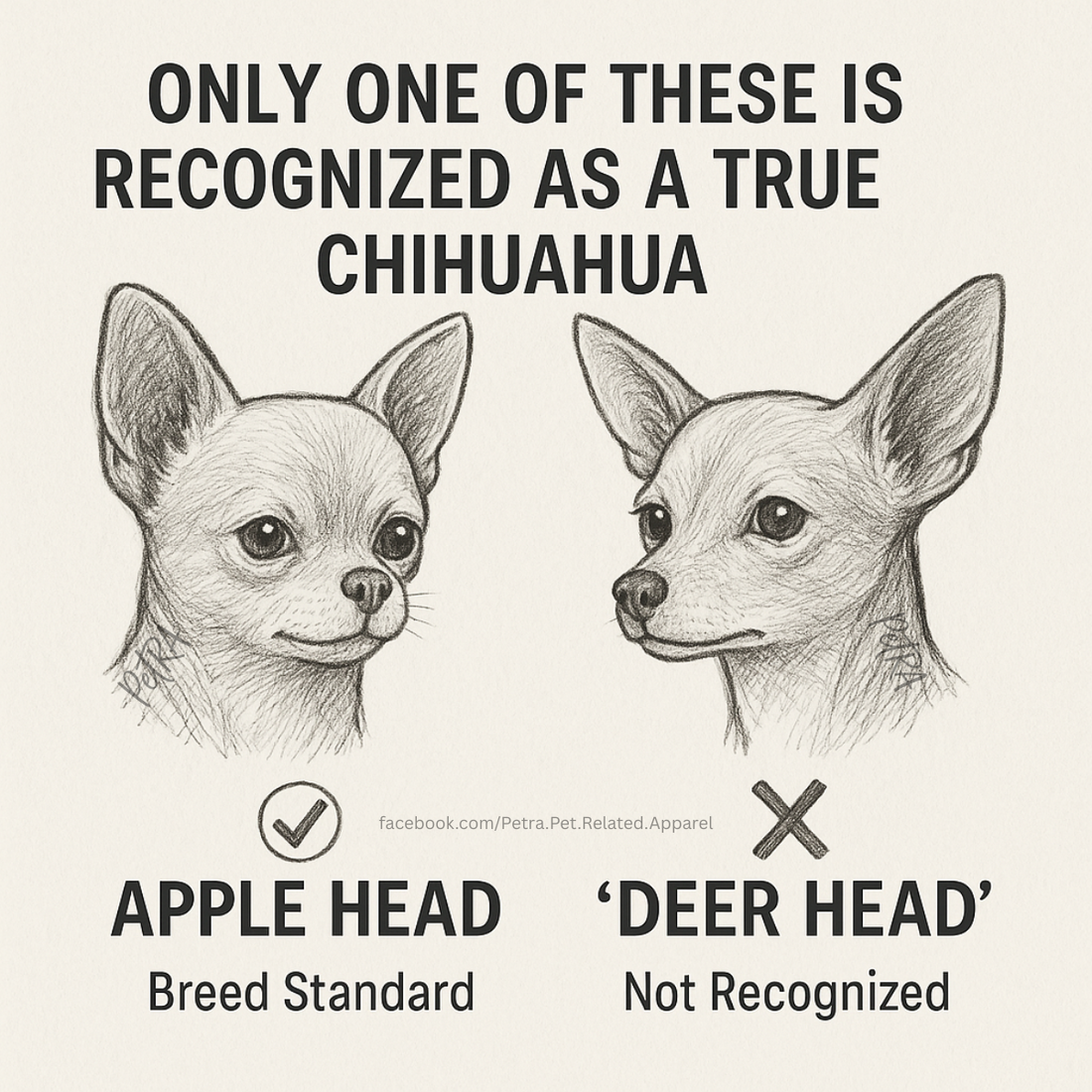 Apple Head vs Deer Head Chihuahuas – What’s Real, and What’s Just Marketing?